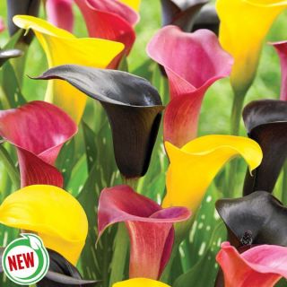 Big Dipper Calla Lily Blend Thumbnail
